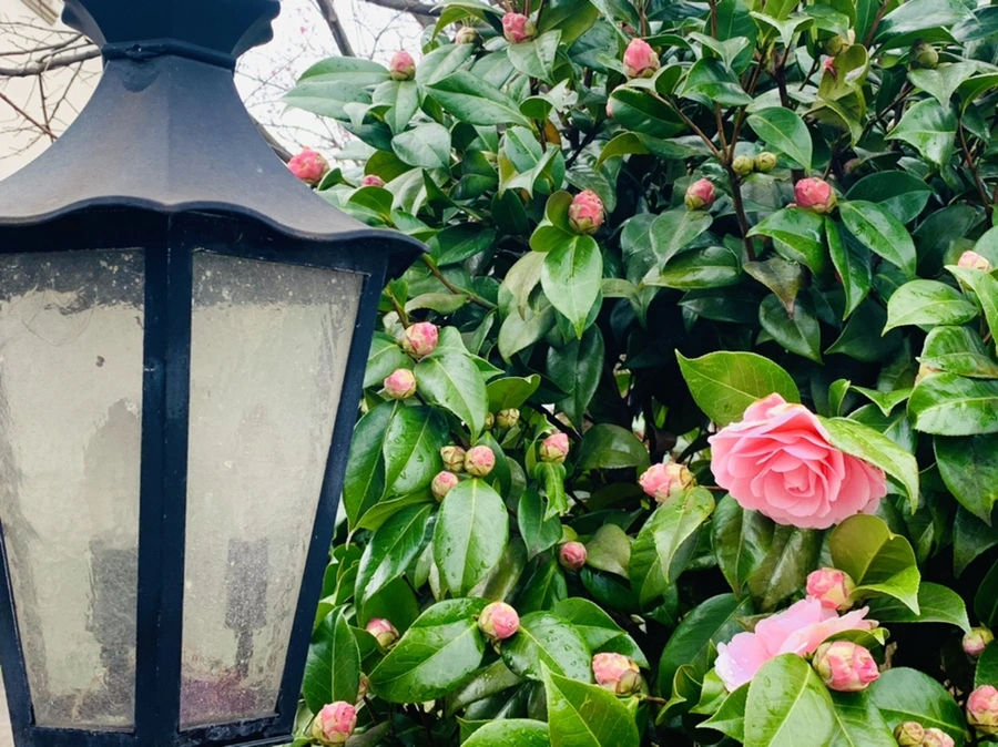 IMG_6317.jpg?type=w966