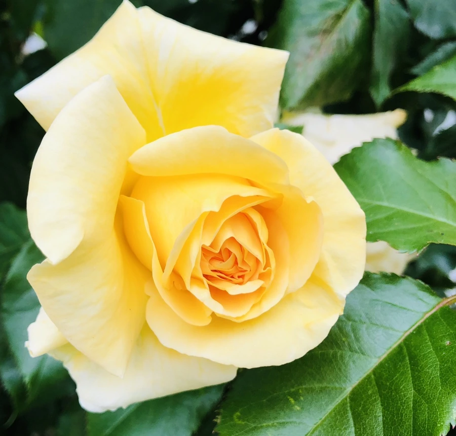 IMG_7937.jpg?type=w966