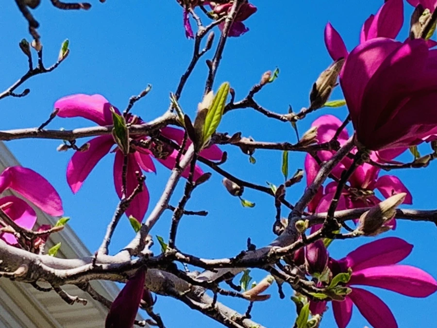 IMG_8623.jpg?type=w966