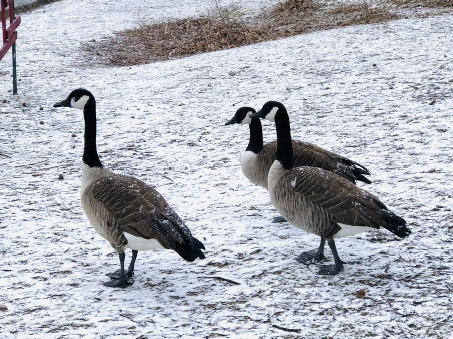 IMG_5945.jpg?type=w966