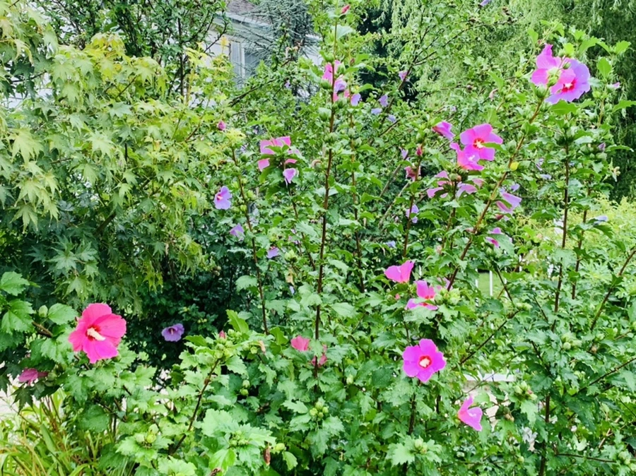 IMG_3743.jpg?type=w966