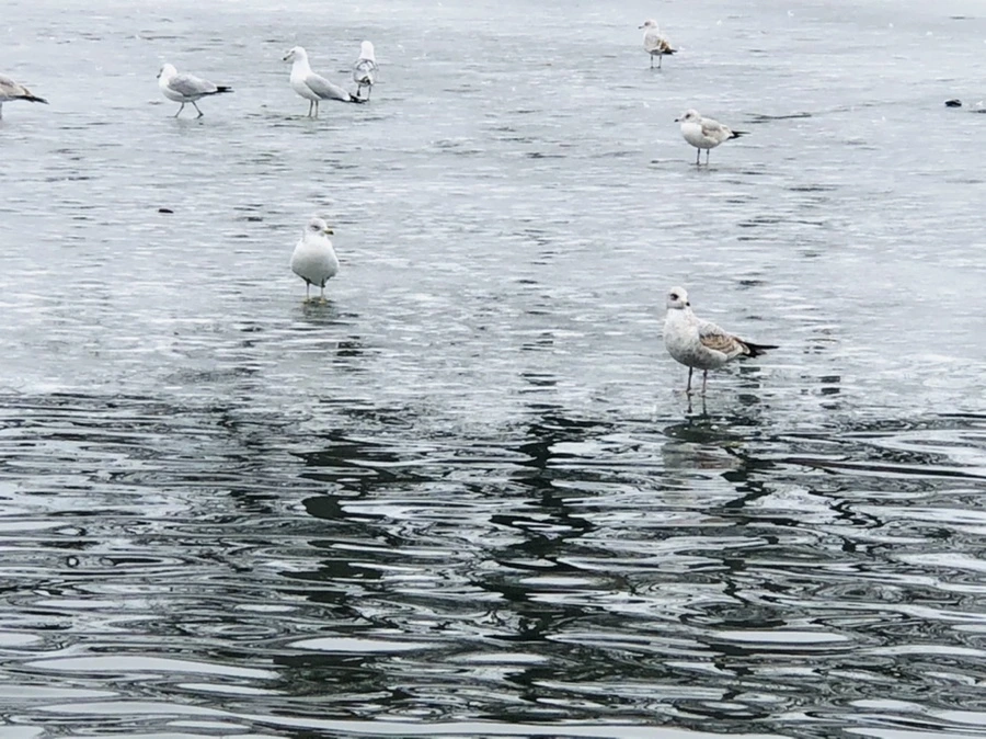 IMG_6043.jpg?type=w966