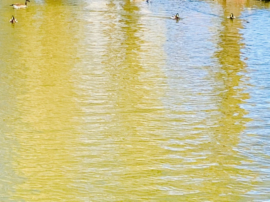 IMG_3067.jpg?type=w966