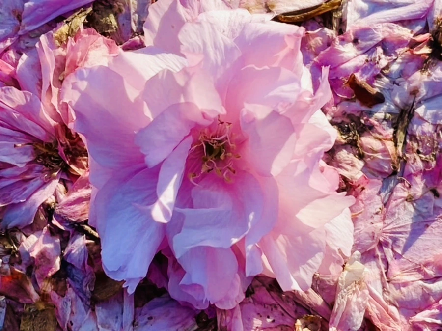 IMG_5925.jpg?type=w966