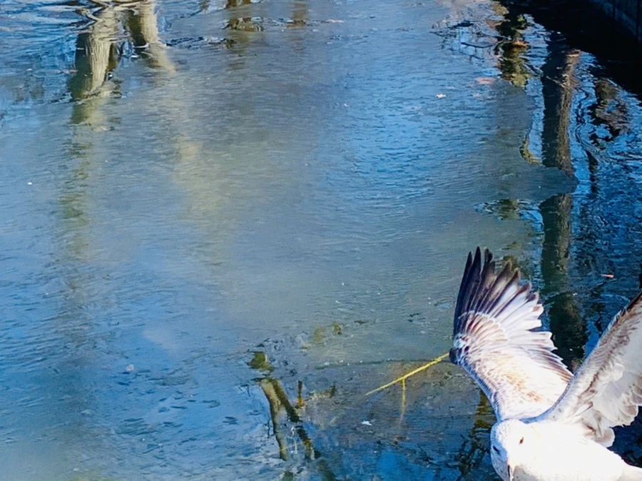 IMG_8284.jpg?type=w966