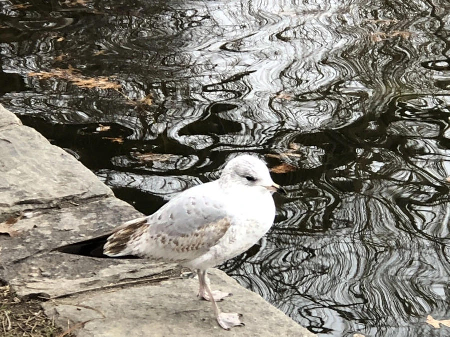 IMG_6457.jpg?type=w966