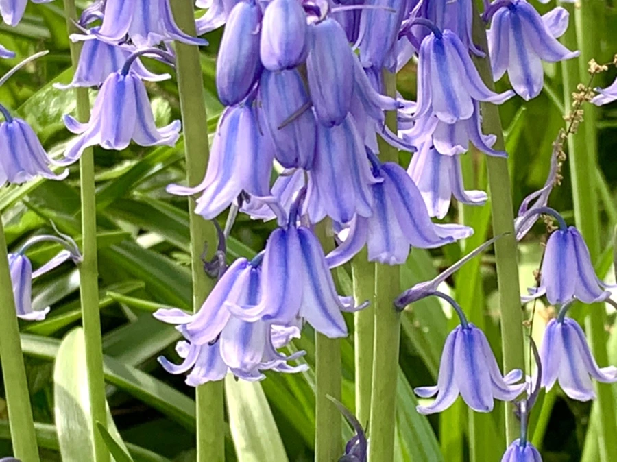 IMG_1177.jpg?type=w966