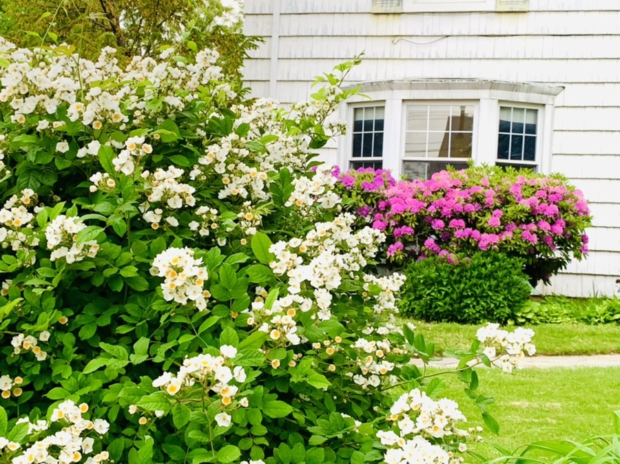 IMG_5261.jpg?type=w966