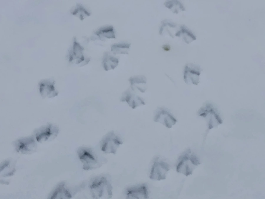 IMG_2543.jpg?type=w966