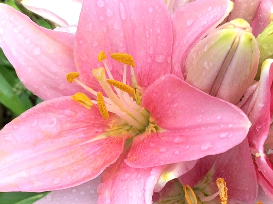 IMG_3539.jpg?type=w966