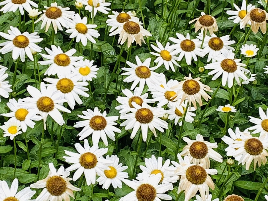 IMG_0167.jpg?type=w966