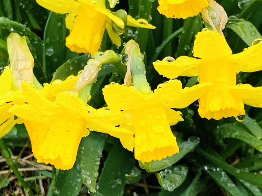 IMG_3710.jpg?type=w966