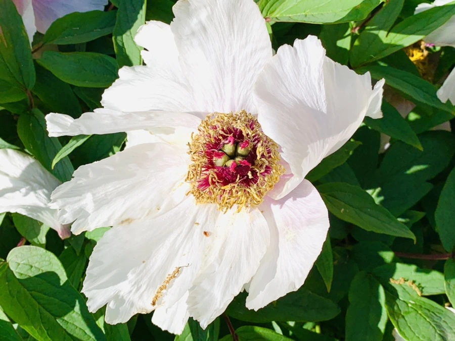 IMG_0448.jpg?type=w966