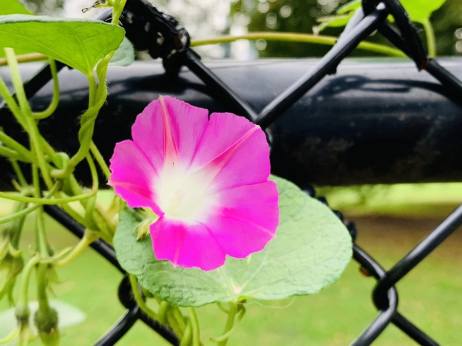 IMG_0224.jpg?type=w966