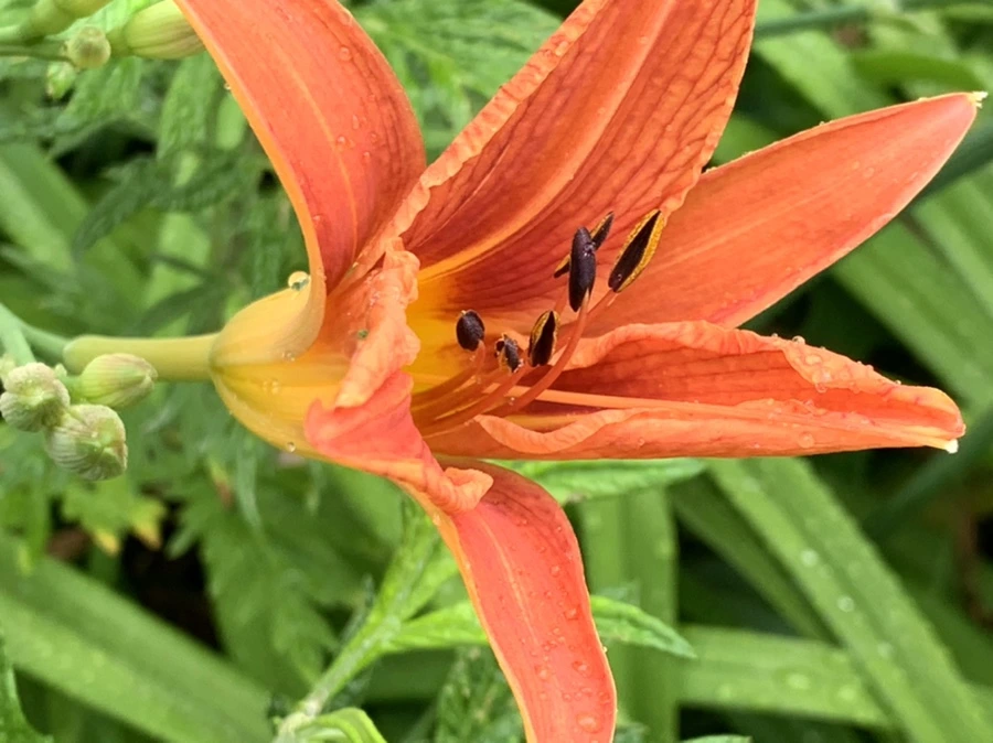 IMG_3596.jpg?type=w966