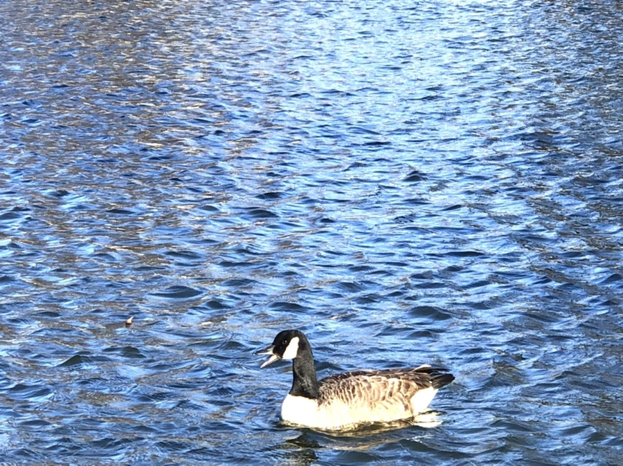 IMG_3742.jpg?type=w966