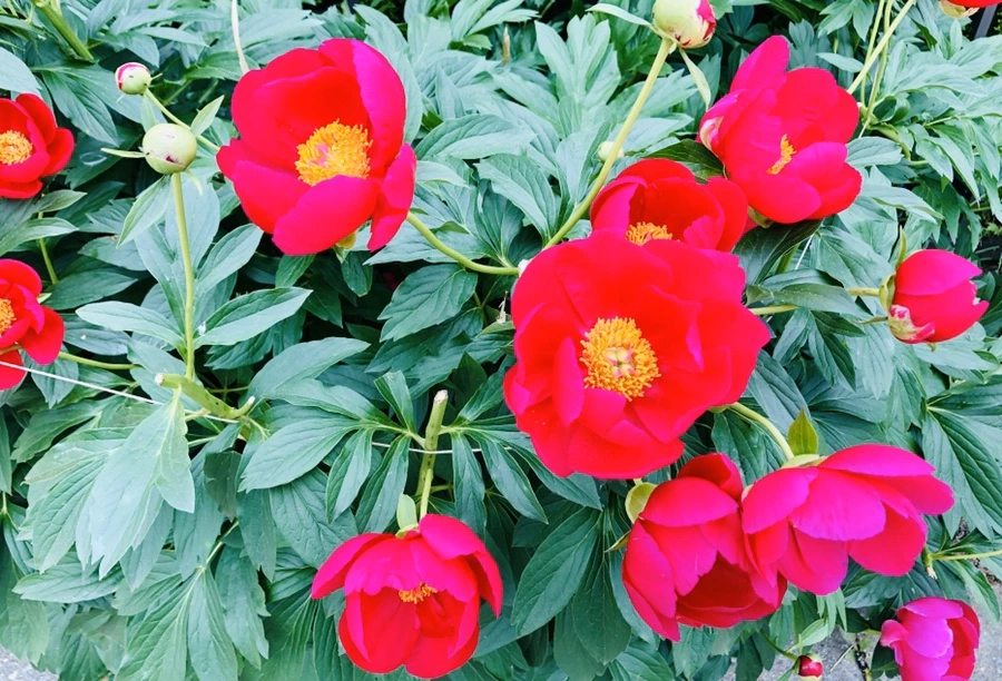 IMG_7914.jpg?type=w966