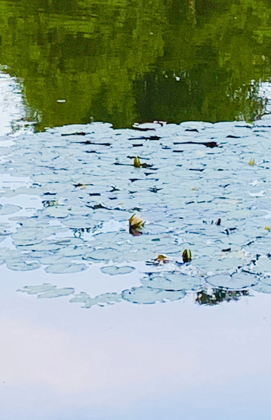 IMG_2975.jpg?type=w966