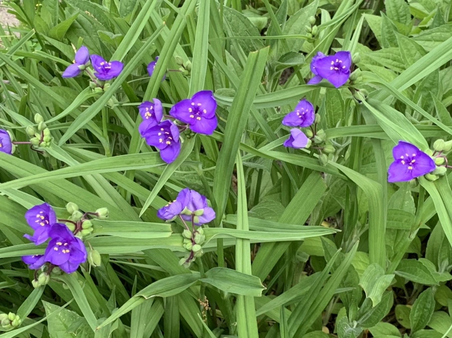 IMG_4797.jpg?type=w966