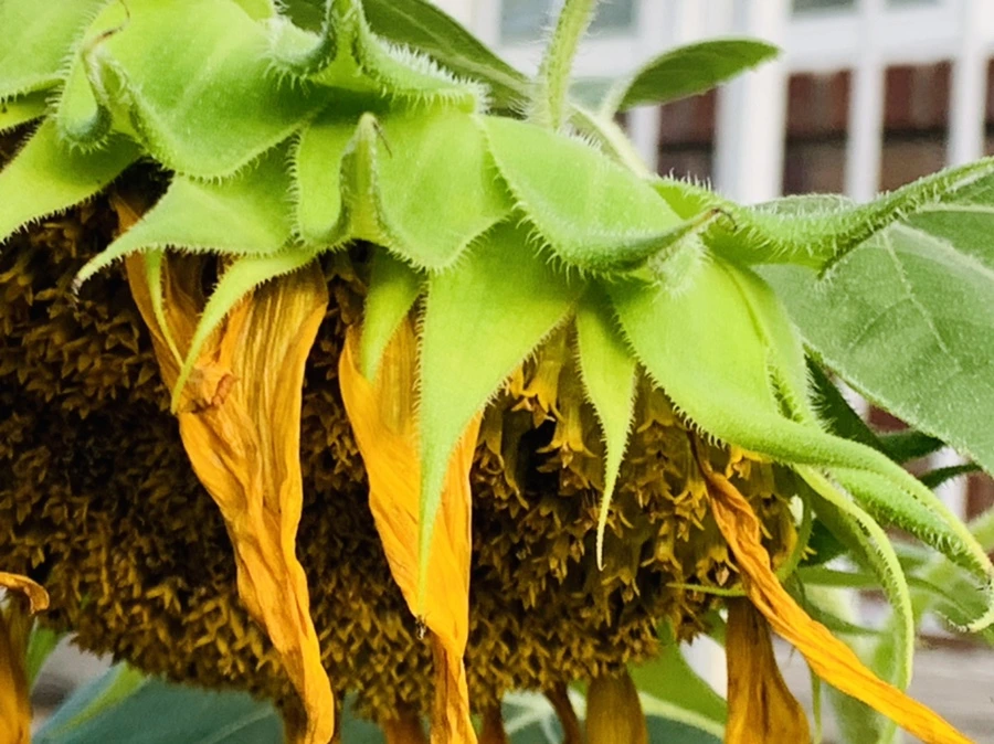 IMG_7013.jpg?type=w966