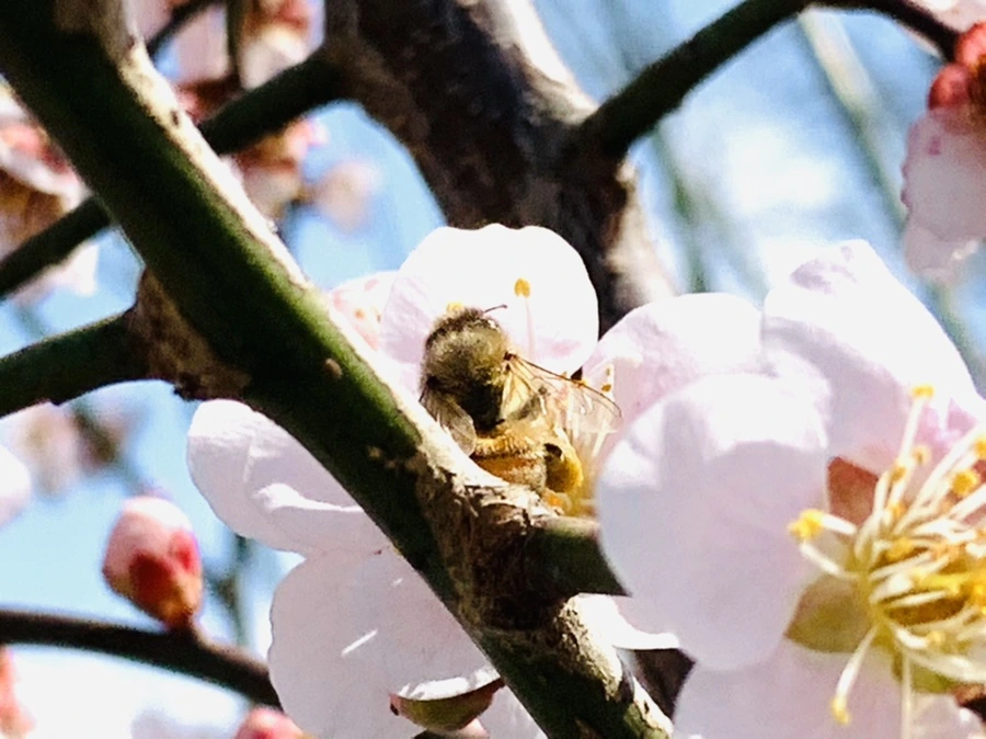 IMG_4235.jpg?type=w966