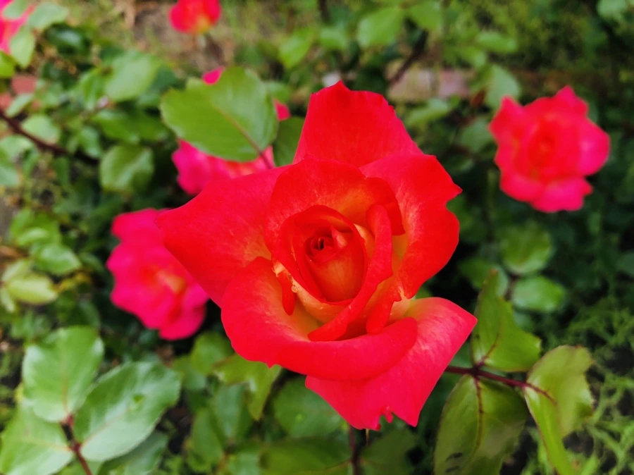 IMG_5320.jpg?type=w966