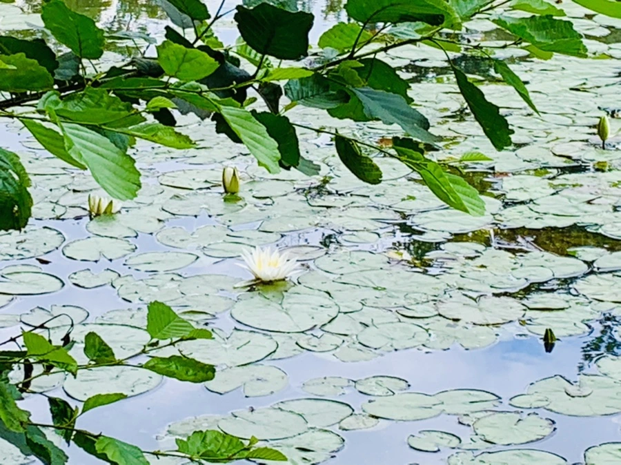 IMG_0708.jpg?type=w966