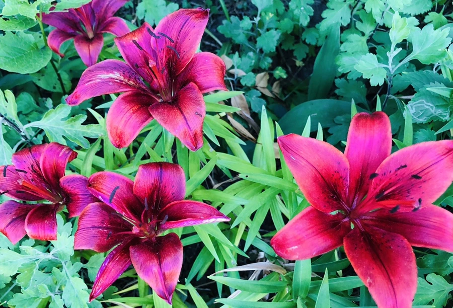 IMG_9387.jpg?type=w966