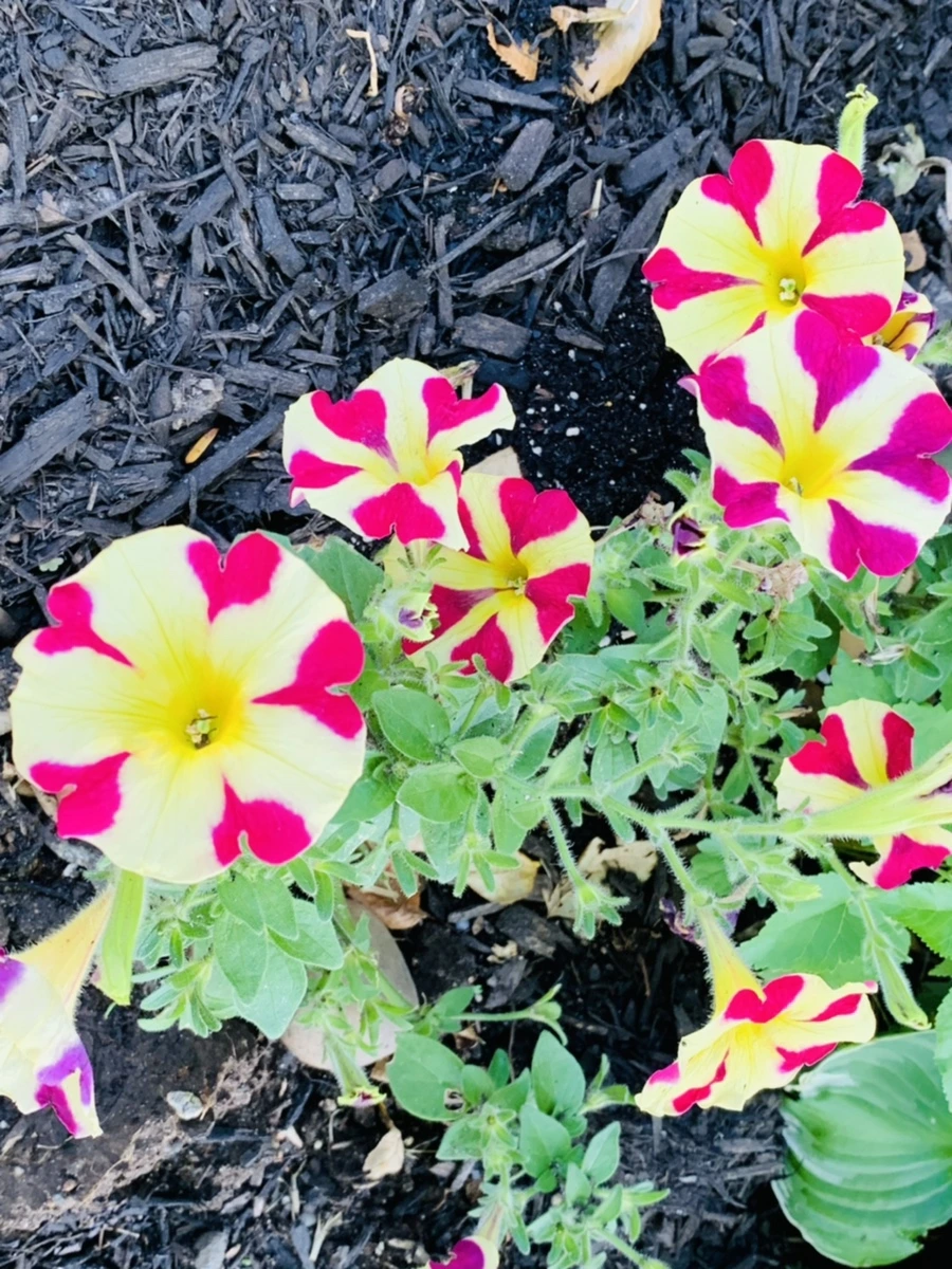 IMG_5184.jpg?type=w966