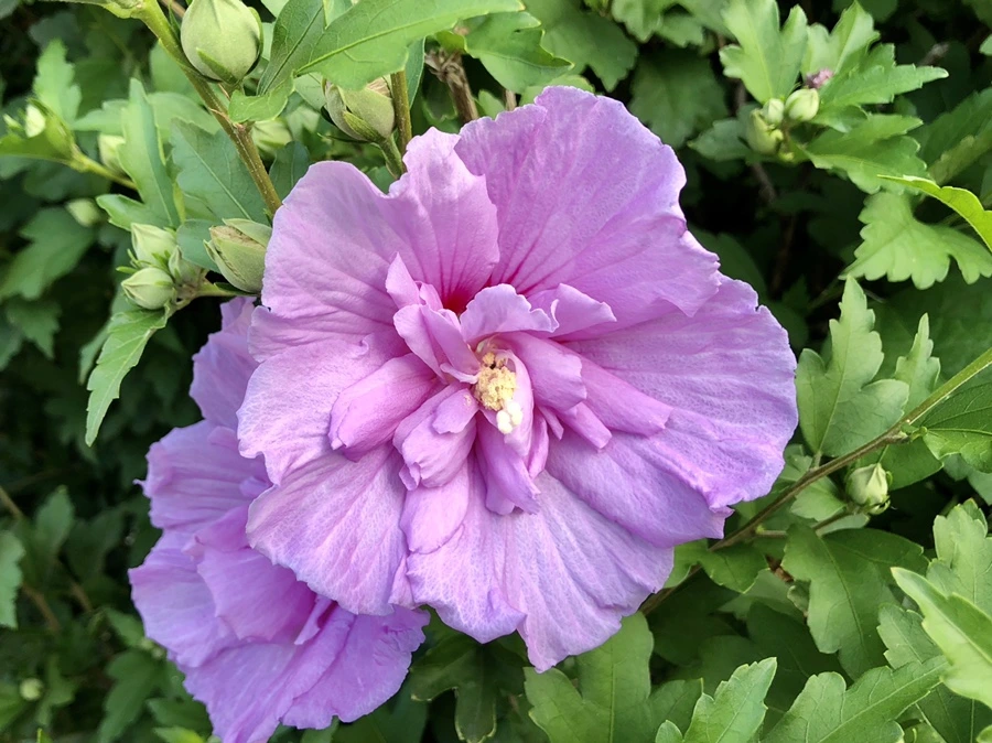 IMG_1537.jpg?type=w966