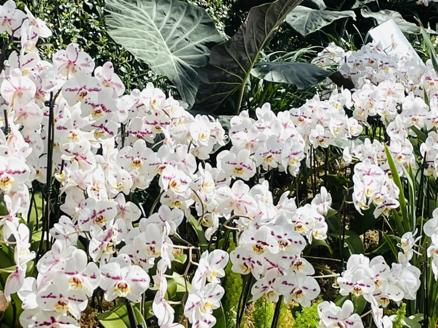 IMG_6522.jpg?type=w966