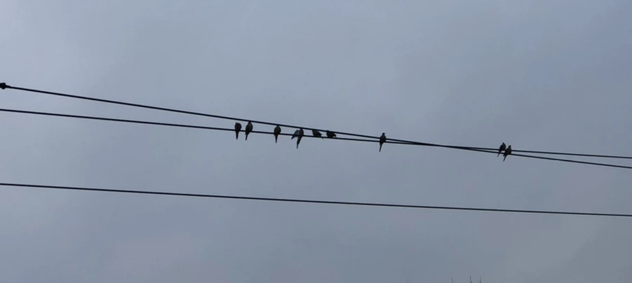 IMG_2378.jpg?type=w966