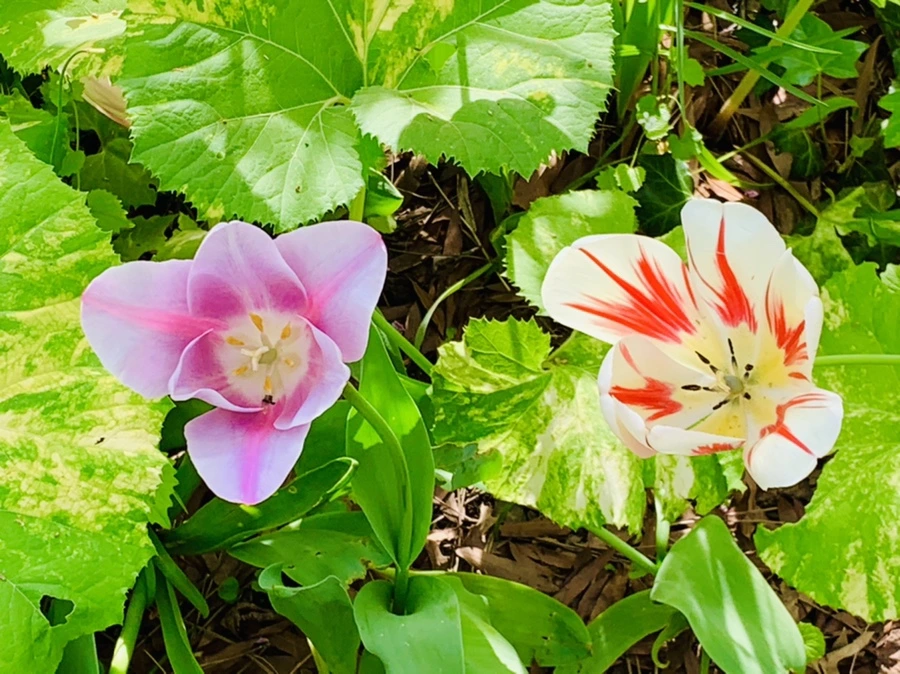 IMG_7034.jpg?type=w966