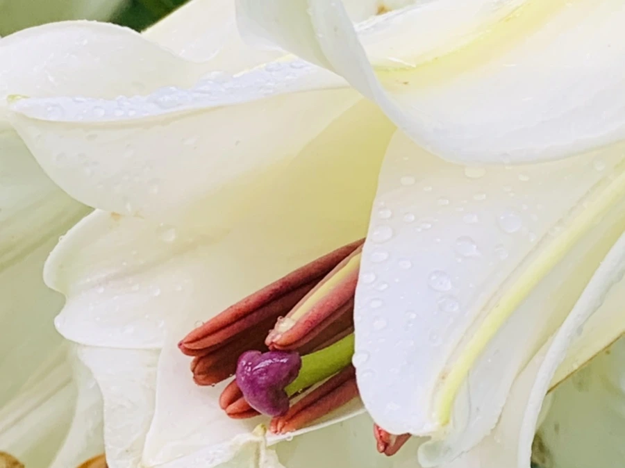 IMG_0016.jpg?type=w966