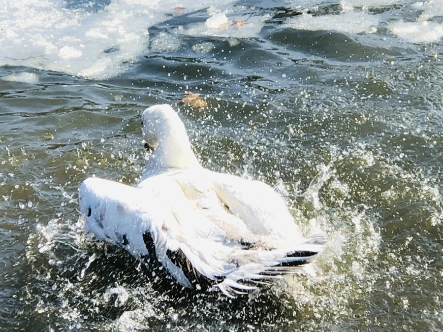 IMG_5399.jpg?type=w966