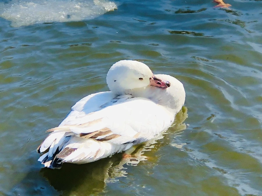 IMG_5380.jpg?type=w966