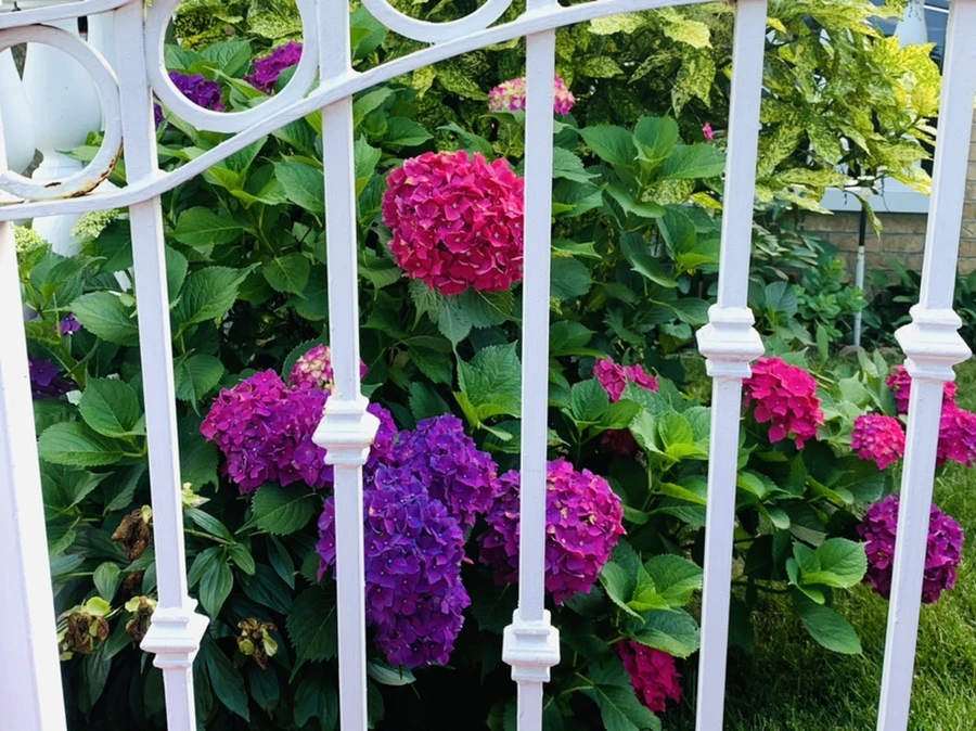 IMG_0862.jpg?type=w966