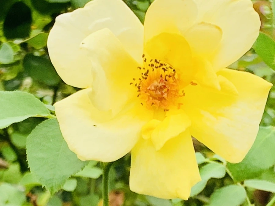 IMG_6918.jpg?type=w966