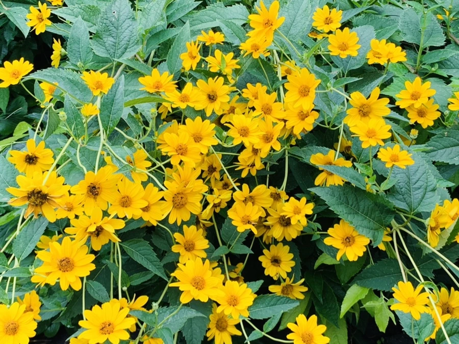 IMG_1129.jpg?type=w966