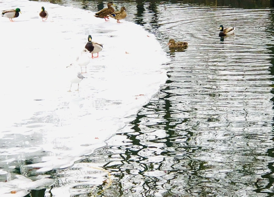 IMG_6243.jpg?type=w966