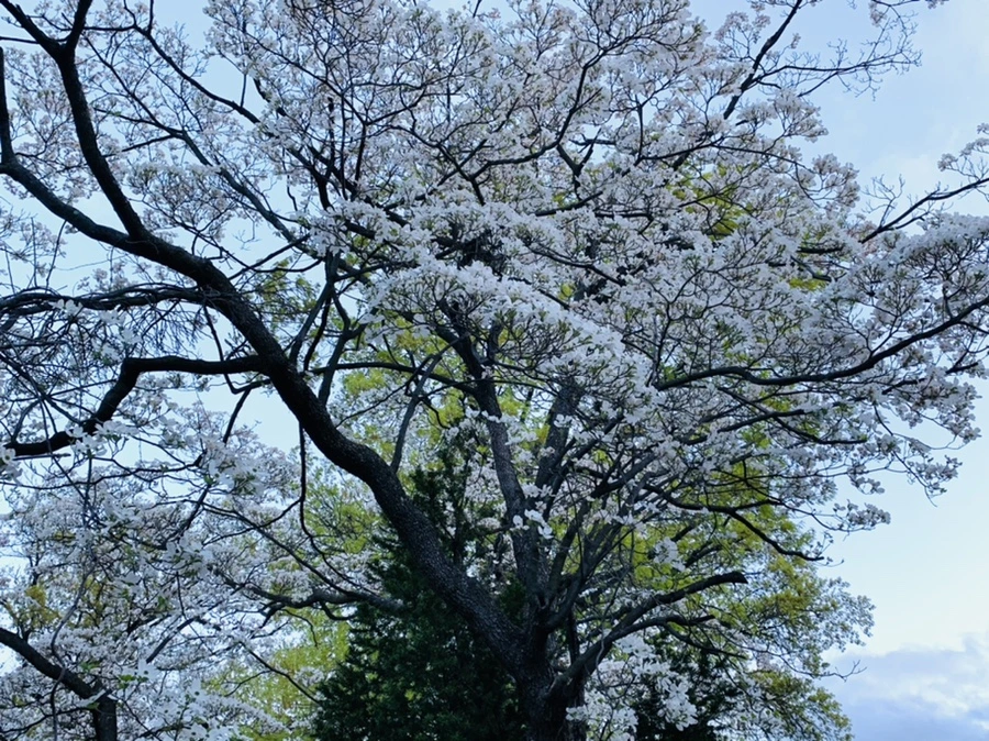 IMG_7570.jpg?type=w966