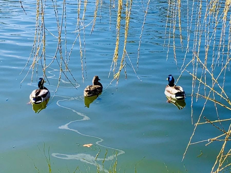 IMG_0606.jpg?type=w966