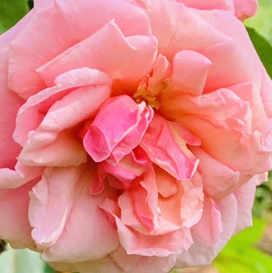 IMG_0549.jpg?type=w966