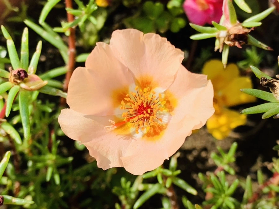 IMG_6720.jpg?type=w966