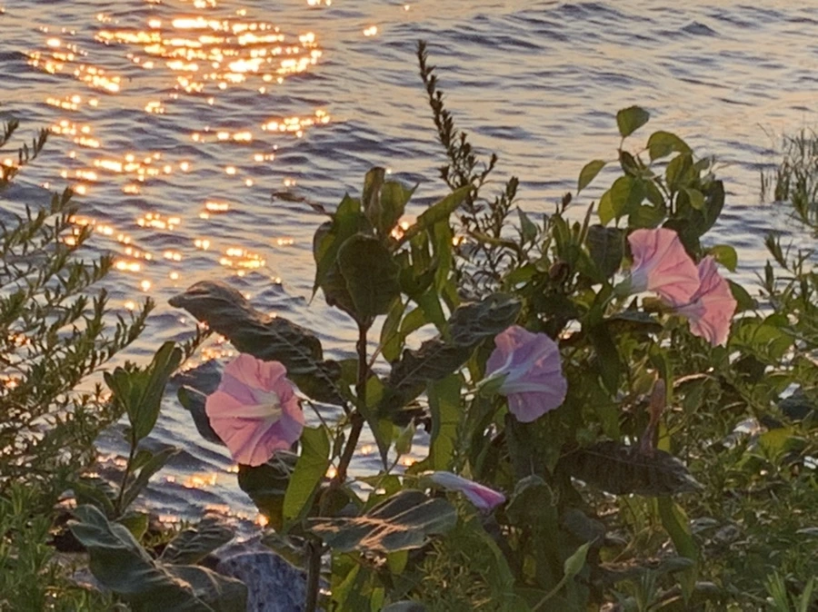 IMG_5524.jpg?type=w966