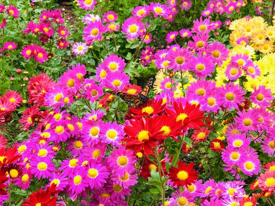 IMG_2472.jpg?type=w966