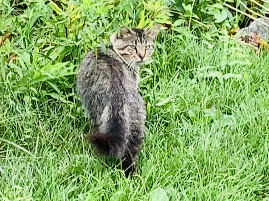 IMG_0967.jpg?type=w966