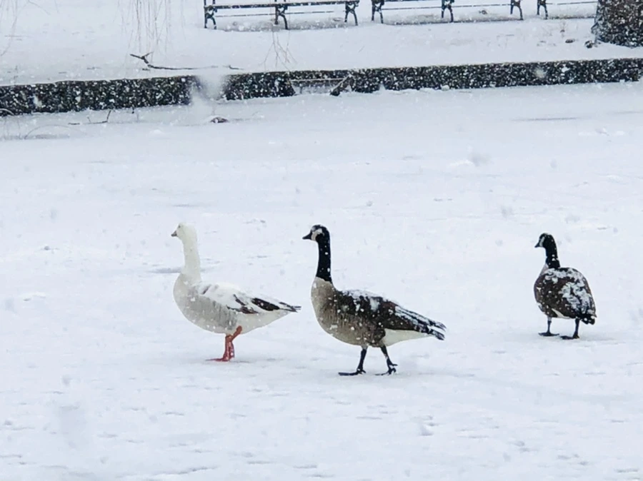 IMG_4143.jpg?type=w966