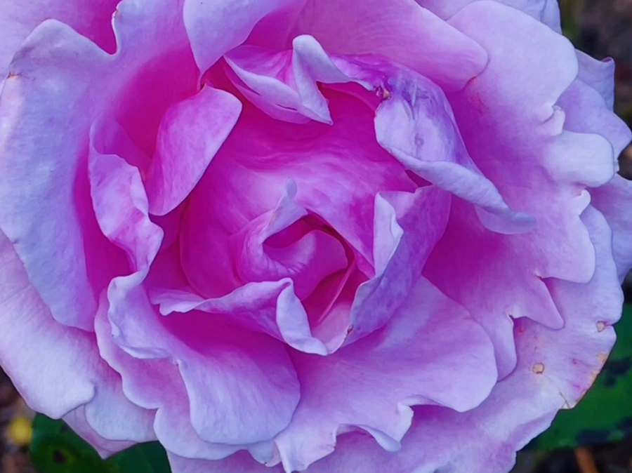 IMG_0143.jpg?type=w966