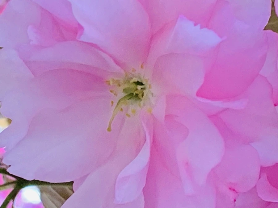 IMG_7382.jpg?type=w966